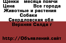 Щенки 4 месяца-помчи › Цена ­ 5 000 - Все города Животные и растения » Собаки   . Свердловская обл.,Верхняя Салда г.